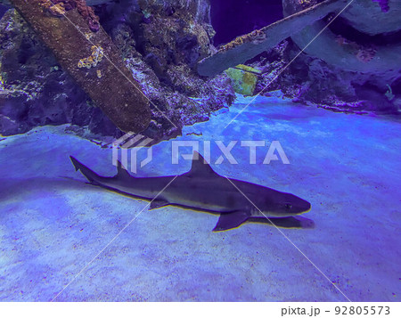 observation of the life of fish in the aquarium. a dangerous shark lies at the bottom of the sea waiting for its prey. fish predator observation of the life of fish in the aquarium. a dangerous shark lies at the bottom of the sea waiting for its prey. fish predator 92805573
