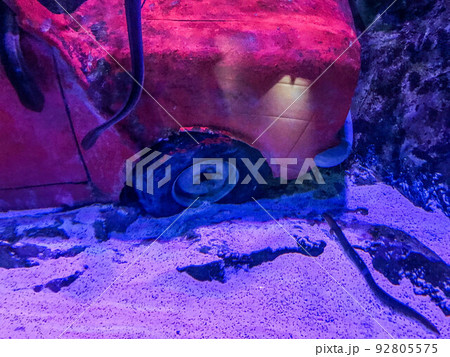 bright, red car sank at the bottom of the sea. car without windows and windshield. nearby, an eel climbed inside the car, marine inhabitants are studying the car 92805575