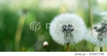 Closed Bud of a dandelion. Dandelion white flowers in green grass. High quality photo 92805780
