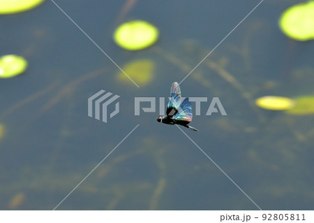 新潟県南魚沼市小栗山 上の原公園のお松の池 光沢のある翅が特徴のチョウトンボ 新潟県南魚沼市小栗山 上の原公園のお松の池 光沢のある翅が特徴のチョウトンボ 92805811