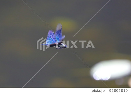 新潟県南魚沼市小栗山　上の原公園のお松の池　光沢のある翅が特徴のチョウトンボ 92805819