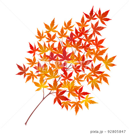 もみじ 紅葉 葉 枝 イラスト リアル 単体  92805847