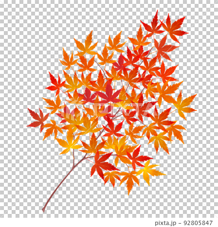 もみじ 紅葉 葉 枝 イラスト リアル 単体  92805847