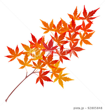 もみじ 紅葉 葉 枝 イラスト リアル 単体  92805848