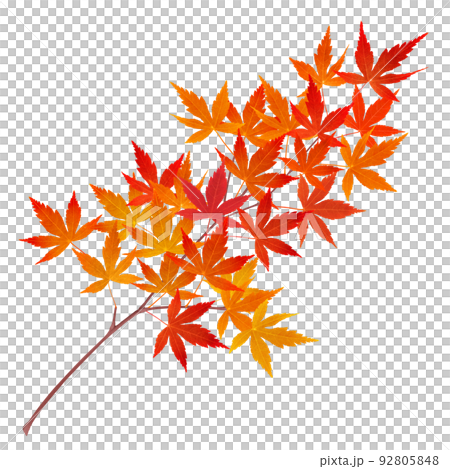 もみじ 紅葉 葉 枝 イラスト リアル 単体  92805848