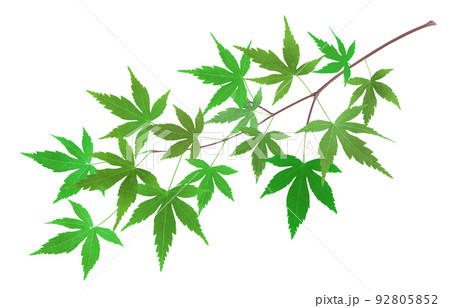 もみじ 新緑 イラスト リアル 枝 92805852