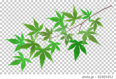 楓鮮綠插畫實枝 92805852