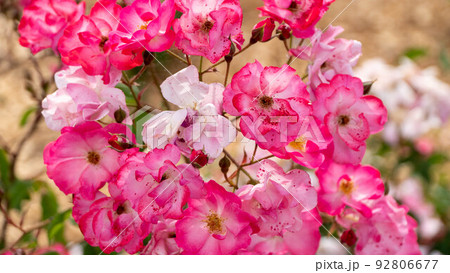 Beautiful pink roses sway in the wind Beautiful pink roses sway in the wind 92806677