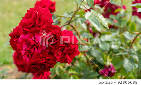 Beautiful red and white roses Beautiful red and white roses 92806688