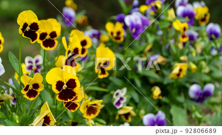 Beautiful pansies sway in the wind Beautiful pansies sway in the wind 92806689