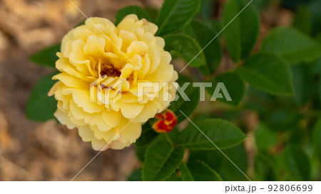 beautiful yellow rose sways in the wind beautiful yellow rose sways in the wind 92806699