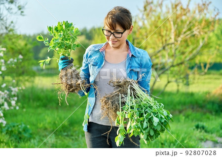 Woman in gardening gloves with shovel holding sedum plant with roots 92807028