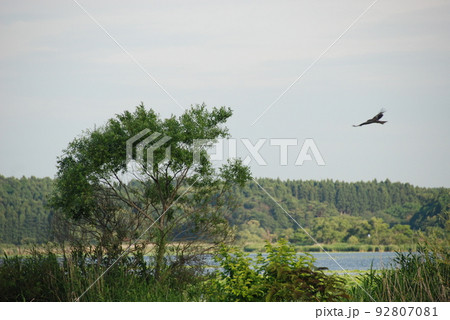 宮城県 栗原市 初夏 ラムサール条約登録湿地 伊豆沼・内沼サンクチュアリー トビ 宮城県 栗原市 初夏 ラムサール条約登録湿地 伊豆沼・内沼サンクチュアリー トビ 92807081