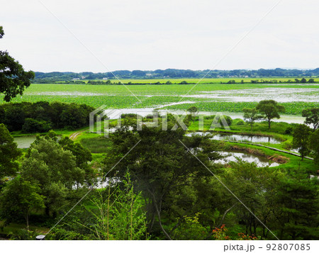 宮城県　栗原市　夏　ラムサール条約登録湿地　伊豆沼 92807085