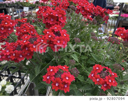 三月末に綺麗に咲く花手鞠のレッドです。 92807094