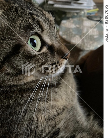 目がくりくりのキジトラの猫ちよんのアップです。 92807095
