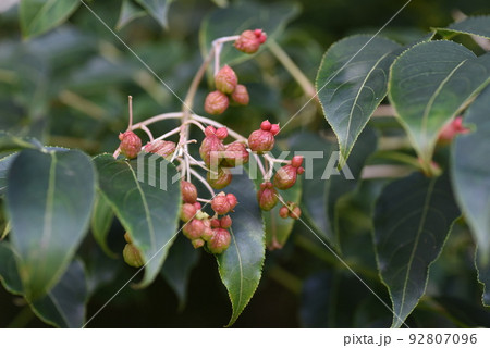 ゴンズイの実 92807096