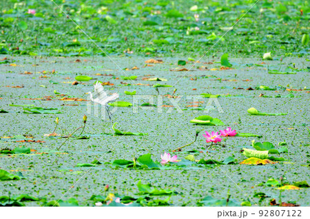 宮城県　栗原市　夏　ラムサール条約登録湿地　伊豆沼　ハスと白鷺 92807122