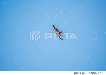 The bird of prey Black Kite flying in blue Sky in winter snowfall 92807142