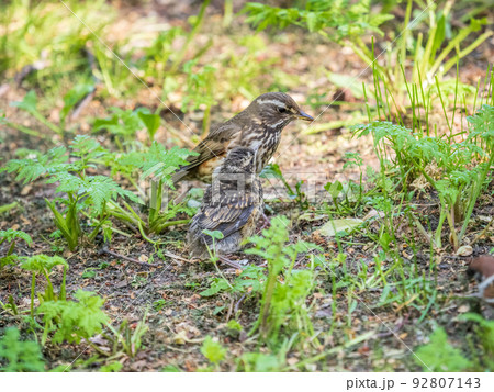Wood bird Redwing, Turdus iliacus, feeds the chick with earthworms on the ground. An adult chick left the nest but its parents continue to take care of him. 92807143