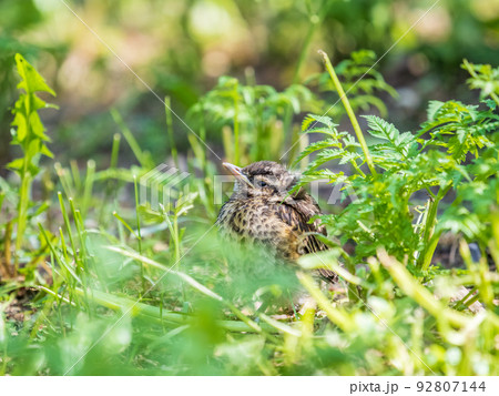 A Redwing chick, Turdus iliacus,, has left the nest and sitting on the spring lawn. A Redwing chick, a bird in the thrush family, sits on the ground and waits for food from its parents. A Redwing chick, Turdus iliacus,, has left the nest and sitting on the spring lawn. A Redwing chick, a bird in the thrush family, sits on the ground and waits for food from its parents. 92807144