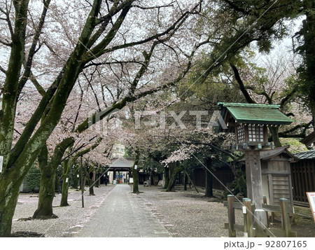 4月1日、靖國神社の南門の参道沿いに咲く桜です。 92807165