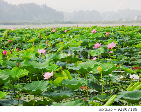 宮城県　栗原市　夏　ラムサール条約登録湿地　伊豆沼に咲くハスの花 92807189