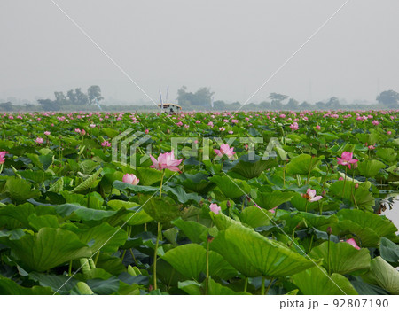 宮城県 栗原市 夏 ラムサール条約登録湿地 伊豆沼に咲くハスの花 宮城県 栗原市 夏 ラムサール条約登録湿地 伊豆沼に咲くハスの花 92807190