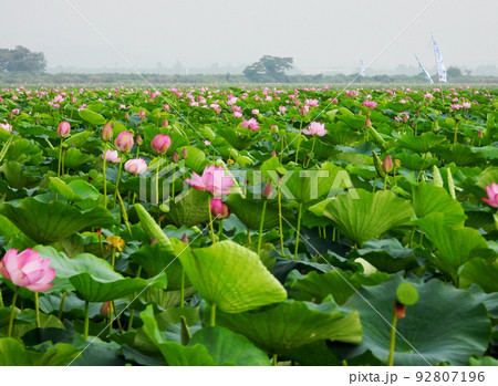 宮城県　栗原市　夏　ラムサール条約登録湿地　伊豆沼に咲くハスの花 92807196