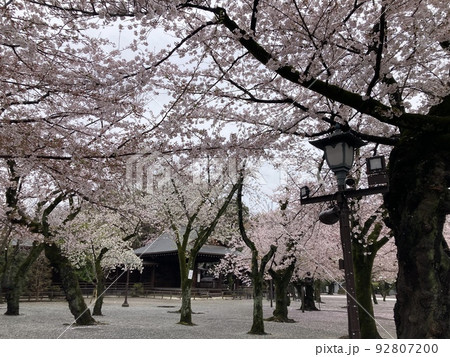 4月1日、靖國神社の能楽堂の周辺の満開の桜です。 92807200
