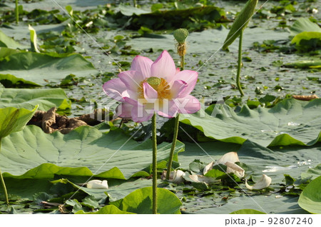 宮城県 栗原市 夏 ラムサール条約登録湿地 伊豆沼に咲くハスの花 宮城県 栗原市 夏 ラムサール条約登録湿地 伊豆沼に咲くハスの花 92807240