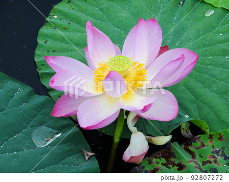 宮城県 栗原市 夏 ラムサール条約登録湿地 伊豆沼に咲くハスの花 宮城県 栗原市 夏 ラムサール条約登録湿地 伊豆沼に咲くハスの花 92807272