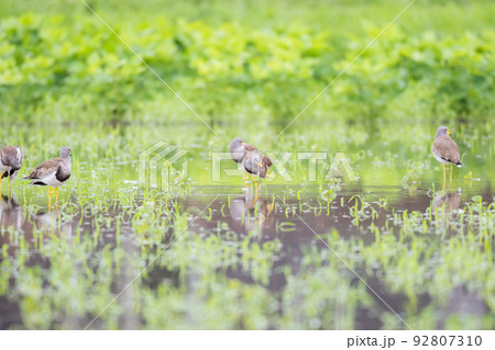 【野鳥】雨の水田で休むケリ 92807310