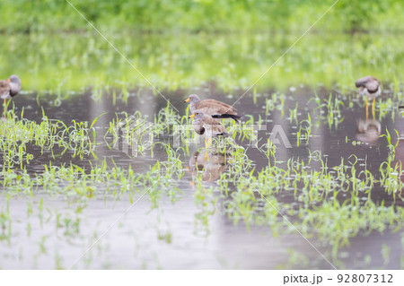 【野鳥】雨の水田で休むケリ 92807312