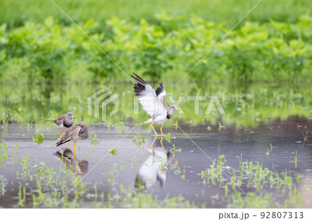 【野鳥】雨の水田に着地するケリ 92807313