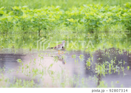 【野鳥】雨の水田を歩くケリ 92807314