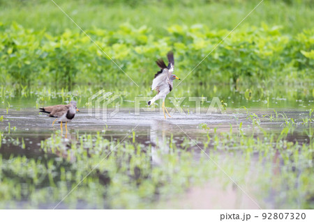 【野鳥】雨の水田で羽ばたくケリ 92807320