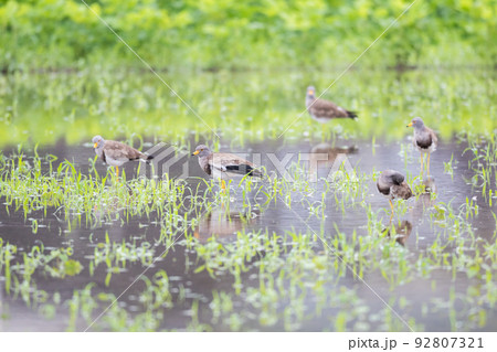 【野鳥】雨の水田で休むケリ 【野鳥】雨の水田で休むケリ 92807321