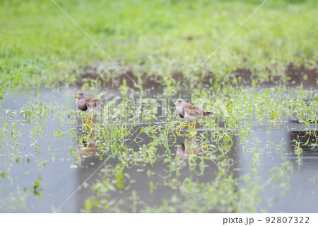 【野鳥】雨の水田を歩くケリ 92807322