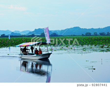 宮城県　栗原市　夏　ラムサール条約登録湿地　伊豆沼　ハス祭り遊覧船 92807441
