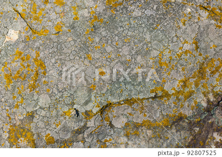lichen presumably on quartzite sandstone surface under direct sunlight - full-frame texture and background 92807525
