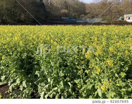 4月の所沢市の郊外に咲く菜の花畑です。 4月の所沢市の郊外に咲く菜の花畑です。 92807695