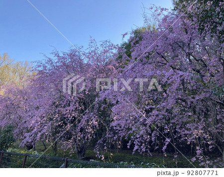 所沢市の東部クリーンセンター周辺に咲く満開の枝垂れ桜です。 92807771