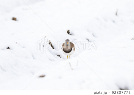 【野鳥】雪景色の田んぼで休むケリ 92807772