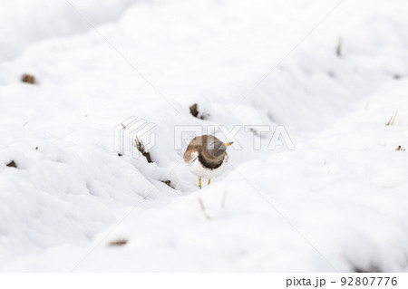 【野鳥】雪景色の田んぼで休むケリ 【野鳥】雪景色の田んぼで休むケリ 92807776