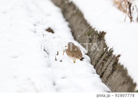【野鳥】雪景色の田んぼで休むケリ 92807778
