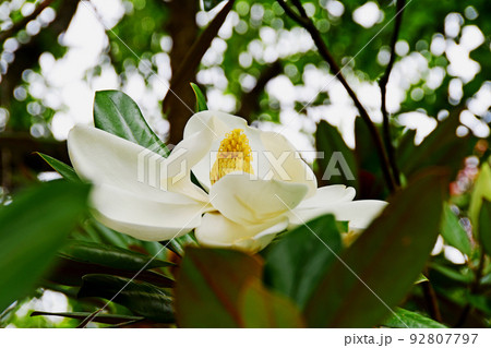 仙台市 北山五山 資福寺に咲くタイサンボクの花 仙台市 北山五山 資福寺に咲くタイサンボクの花 92807797