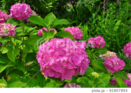仙台市 北山五山 資福寺のアジサイの花 仙台市 北山五山 資福寺のアジサイの花 92807893