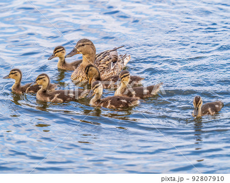 A family of ducks, a duck and its little ducklings are swimming in the water. The duck takes care of its newborn ducklings. Mallard, lat. Anas platyrhynchos A family of ducks, a duck and its little ducklings are swimming in the water. The duck takes care of its newborn ducklings. Mallard, lat. Anas platyrhynchos 92807910