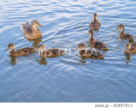 A family of ducks, a duck and its little ducklings are swimming in the water. The duck takes care of its newborn ducklings. Mallard, lat. Anas platyrhynchos A family of ducks, a duck and its little ducklings are swimming in the water. The duck takes care of its newborn ducklings. Mallard, lat. Anas platyrhynchos 92807911